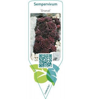 Etiquetas de Sempervivum ‘Granat’ *
