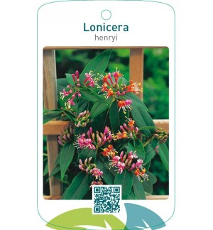 Lonicera henryi
