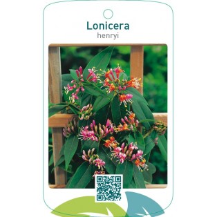 Lonicera henryi