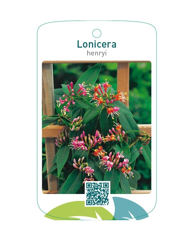 Lonicera henryi