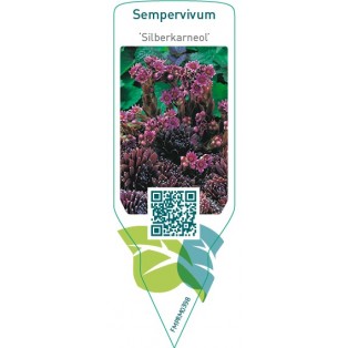 Sempervivum ‘Silberkarneol’