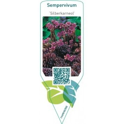 Sempervivum ‘Silberkarneol’