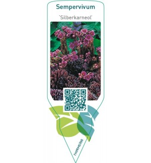 Etichette di Sempervivum ‘Silberkarneol’ *