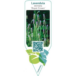 Lavandula dentata ‘Royal Crown’