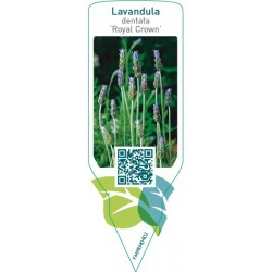 Lavandula dentata ‘Royal Crown’
