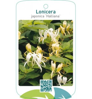 Lonicera japonica ‘Halliana’