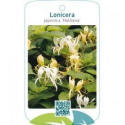 Lonicera japonica ‘Halliana’