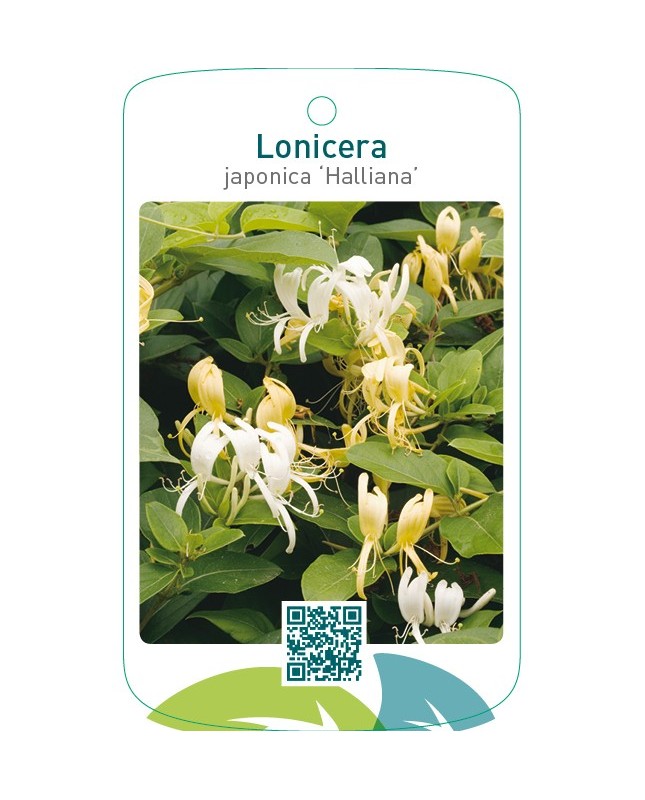 Lonicera japonica ‘Halliana’