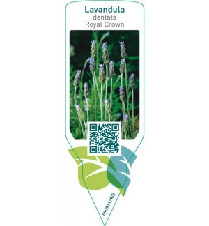 Etichette di Lavandula dintata ‘Royal Crown’ *