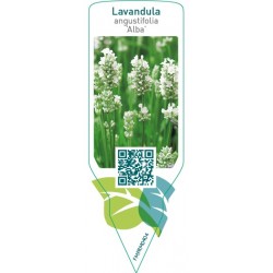 Lavandula angustifolia ‘Alba’