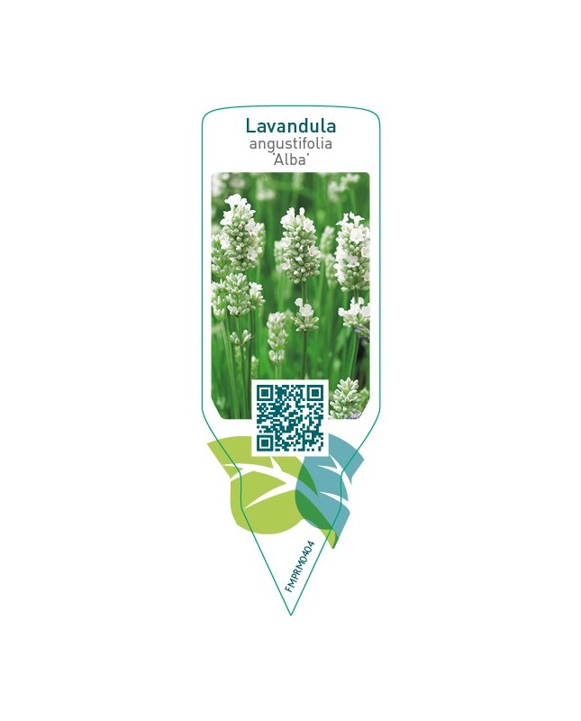 Lavandula angustifolia ‘Alba’