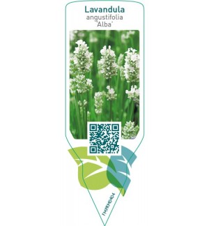Etichette di Lavandula angustifolia ‘Alba’ *