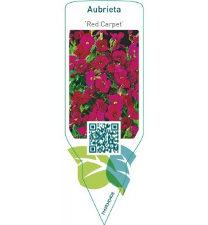 Aubrieta ‘Red Carpet’