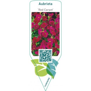 Aubrieta ‘Red Carpet’