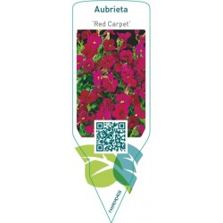 Aubrieta ‘Red Carpet’