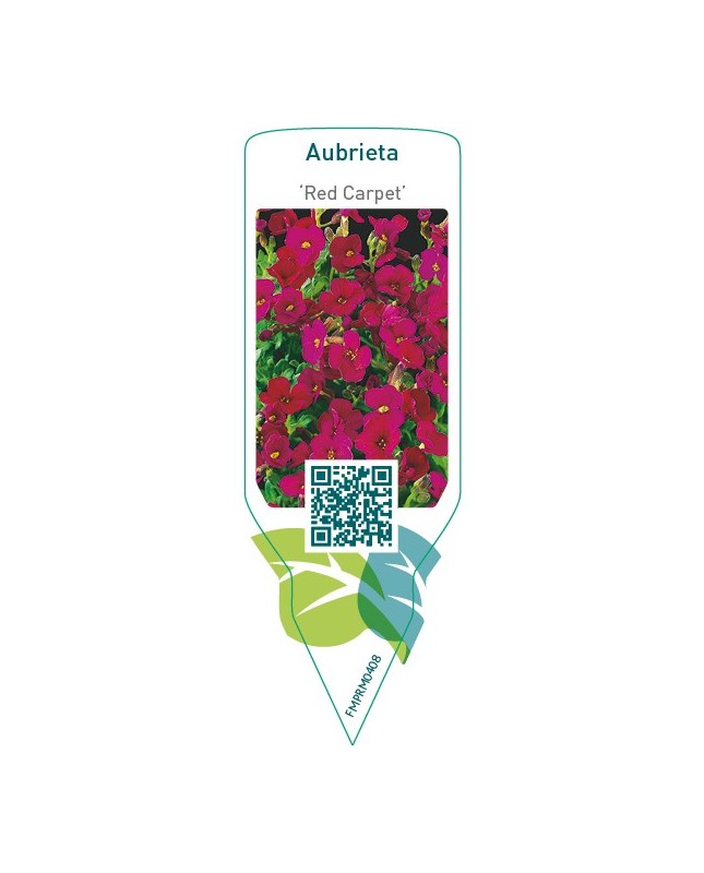 Aubrieta ‘Red Carpet’