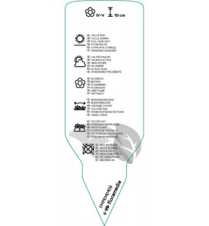 Etichette di Aubrieta ‘Red Carpet’ *