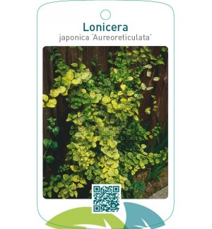 Lonicera japonica ‘Aureoreticulata’