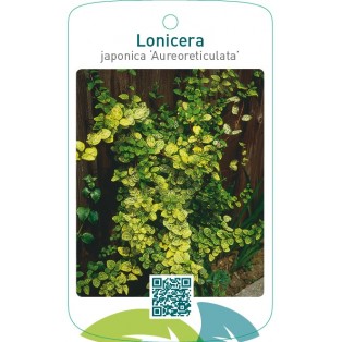 Lonicera japonica ‘Aureoreticulata’