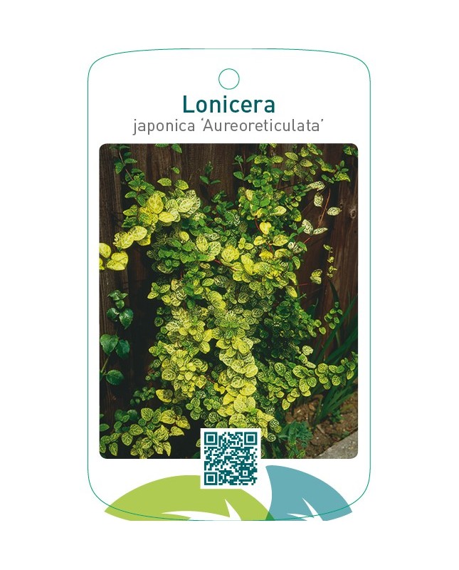 Lonicera japonica ‘Aureoreticulata’