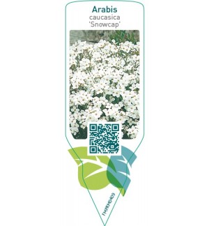 Arabis caucasica ‘Snowcap’