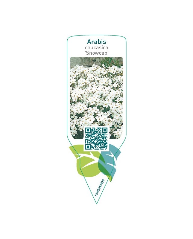 Arabis caucasica ‘Snowcap’