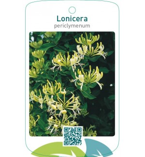 Lonicera periclymenum