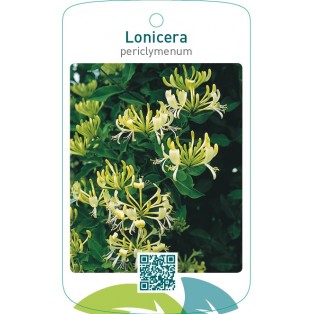 Lonicera periclymenum