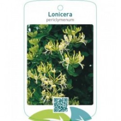 Lonicera periclymenum