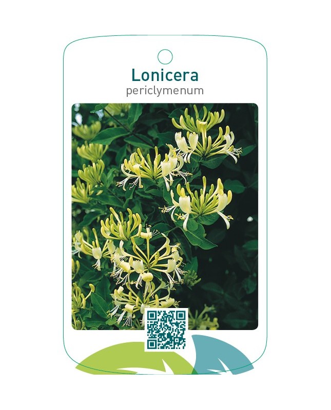 Lonicera periclymenum