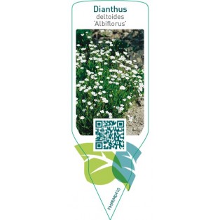 Dianthus deltoides ‘Albiflorus’
