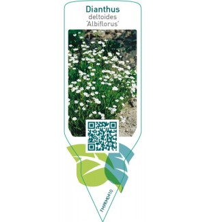Etiquetas de Dianthus deltoides ‘Albiflorus’ *