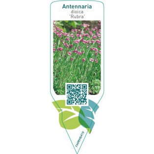 Antennaria dioica ‘Rubra’