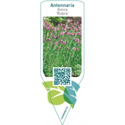 Antennaria dioica ‘Rubra’