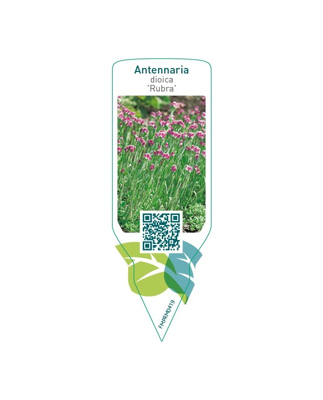 Antennaria dioica ‘Rubra’
