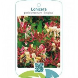 Lonicera periclymenum ‘Belgica’