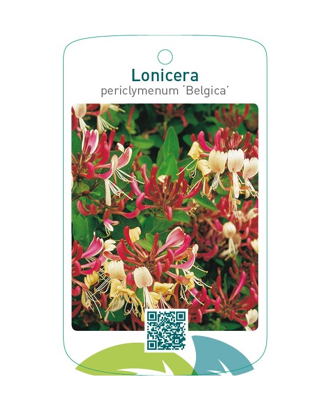 Lonicera periclymenum ‘Belgica’