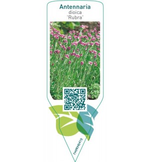 Etiquetas de Antennaria dioica ‘Rubra’  *