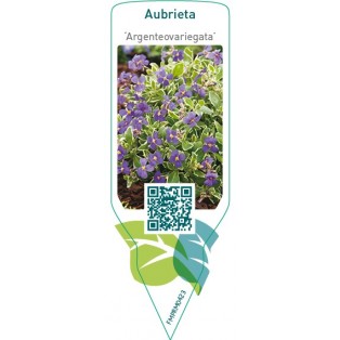 Aubrieta ‘Argenteovariegata’