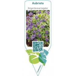 Aubrieta ‘Argenteovariegata’