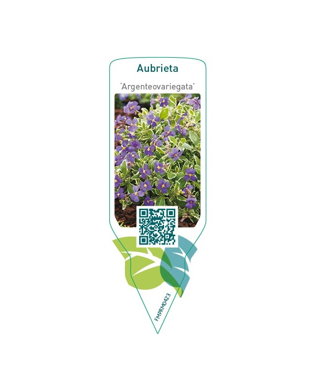 Aubrieta ‘Argenteovariegata’