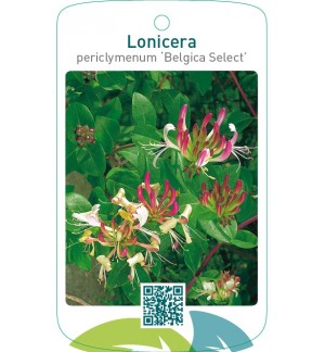 Lonicera periclymenum ‘Belgica Select’