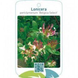 Lonicera periclymenum ‘Belgica Select’