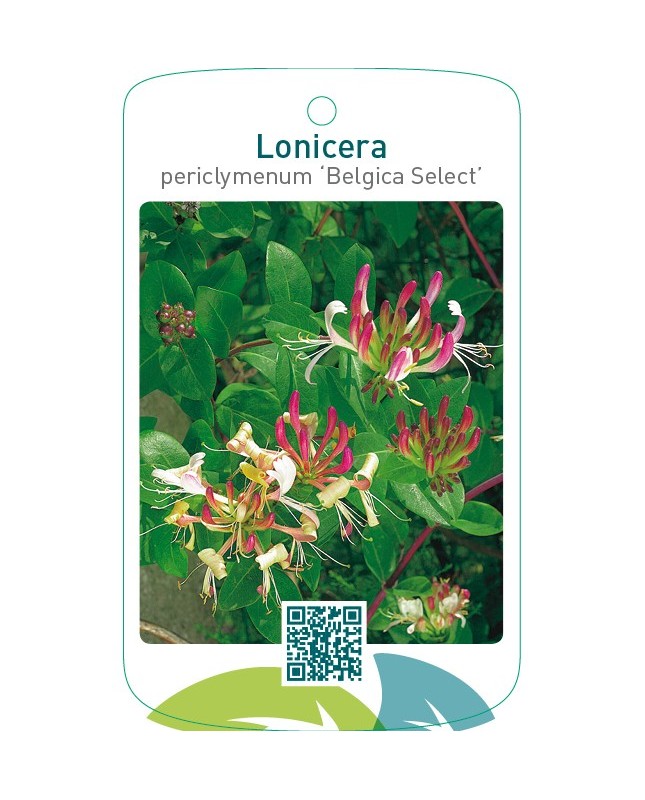 Lonicera periclymenum ‘Belgica Select’