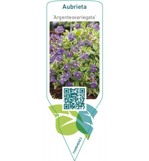 Etichette di Aubrieta ‘Argenteovariegata’ *