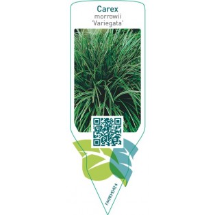 Carex morrowii ‘Variegata’