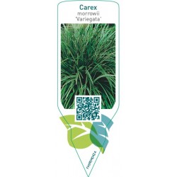 Carex morrowii ‘Variegata’