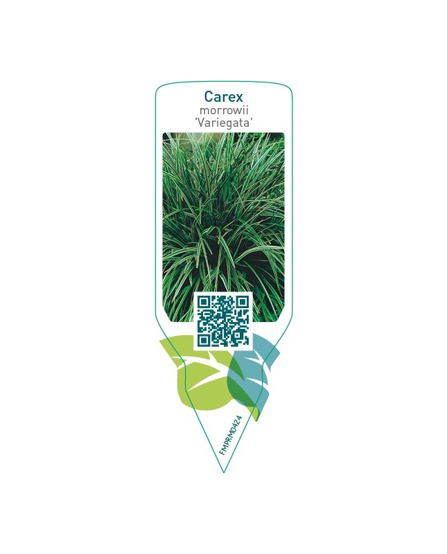 Carex morrowii ‘Variegata’