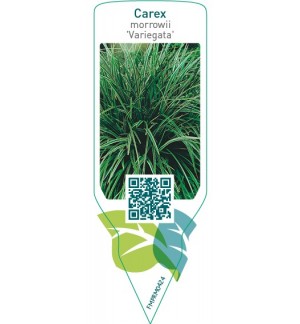Etiquetas de Carex morrowii ‘Variegata’  *