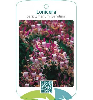 Lonicera periclymenum ‘Serotina’